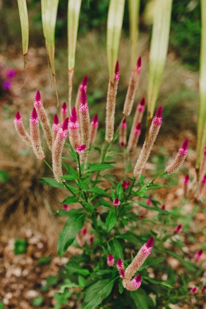 flower plant